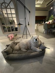 تشک پت | مبل شمرون